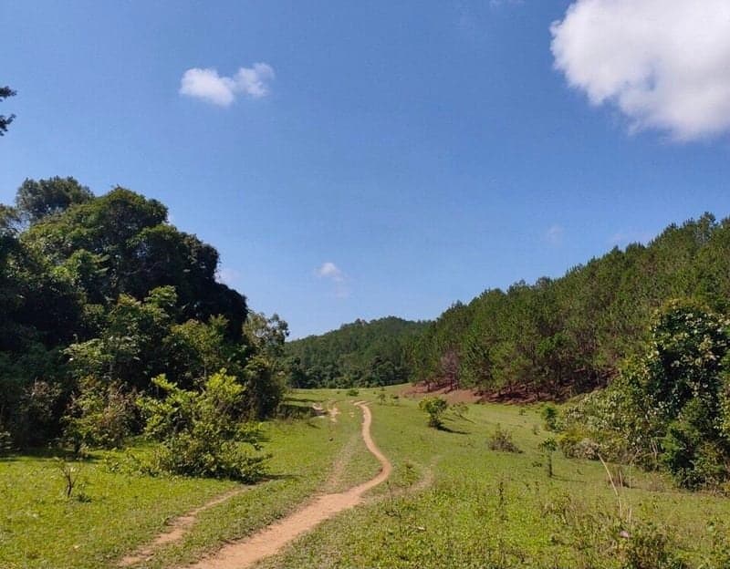 Rừng thông bạt ngàn tại Tà Năng Phan Dũng ở đâu Rừng thông bạt ngàn tại Tà Năng Phan Dũng ở đâu