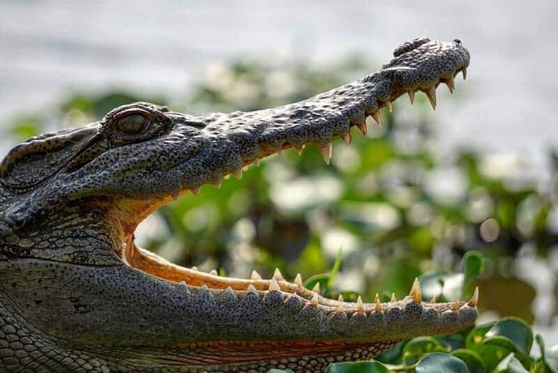 Bạn đừng bỏ lỡ Bàu Sấu khi đến tham quan tại đây nhé!