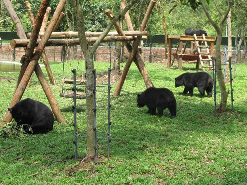 Những chú Gấu đen cực đáng yêu
