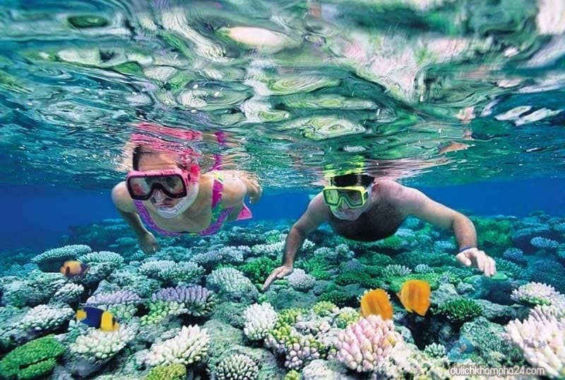 Bức tranh San Hô đẹp đến ngỡ ngàng tại Cù Lao Câu