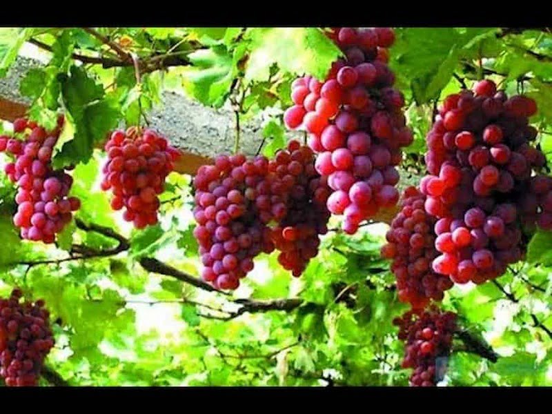Những chùm nho nặng trĩu, siêu ngon luôn nhé