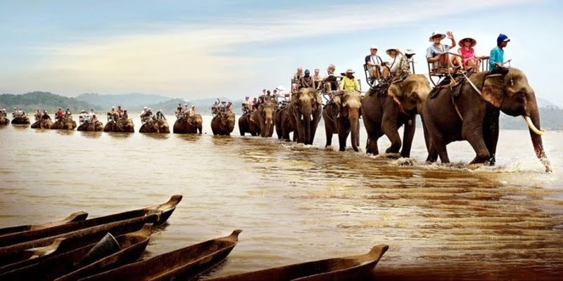 Du khách sẽ không khỏi bất ngờ khi thấy những chú voi nhà được chăn thả tự do trên cánh đồng ven hồ.