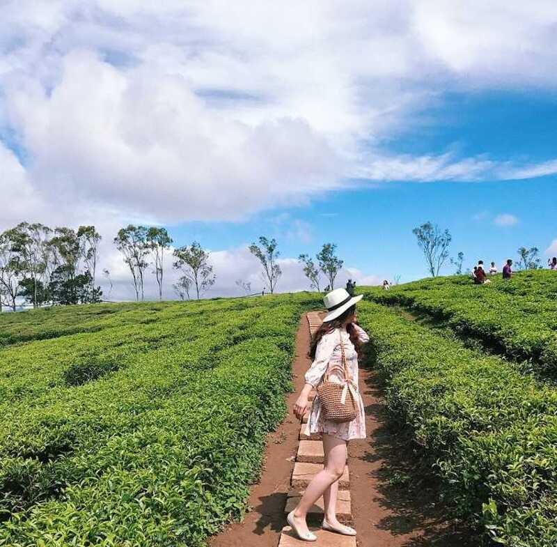 Với phông nền cực đẹp tại Đồi chè Tâm Châu, chỉ cần tạo một dáng đơn giản cũng có ngay một bức hình để đời