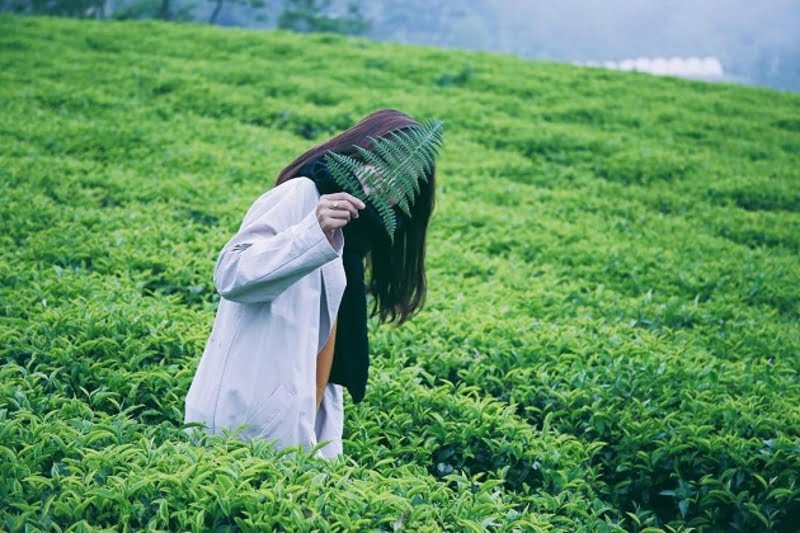 Sớm thức giấc ở một nơi xa, đặc biệt là Đồi chè tâm Châu thì quá tuyệt vời dành cho bạn