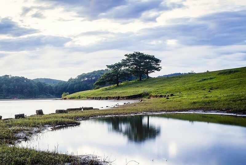 Đắm mình trước khung cảnh đầy thơ mộng và đầy yên bình tại Hồ Suối Vàng - Cây thông cô đơn