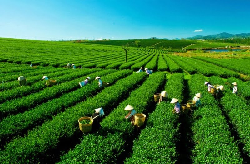 Đồi chè Tâm Châu xanh ngát bữa đất trời Bảo Lộc