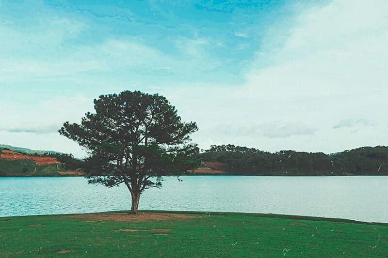 Hồ Suối Vàng - Cây thông cô đơn là một địa điểm cắm trại đang được mọi người yêu thích