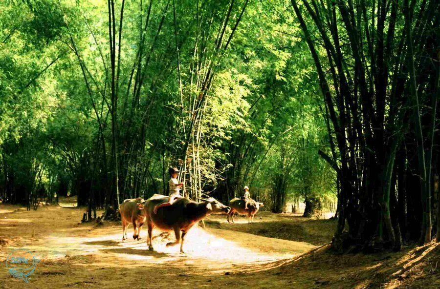 Làng Cổ Phong Nam Đà Nẵng: Top 4 Trải Nghiệm Phải Thử