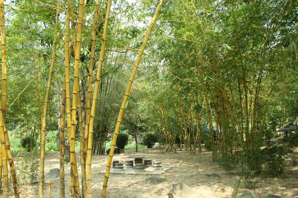 Bảo tàng tre trúc - không gian xanh mát quy tụ hơn 100 loài tre