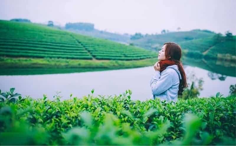Đồi chè là nơi ra đời những bức hình sống ảo đẹp mắt