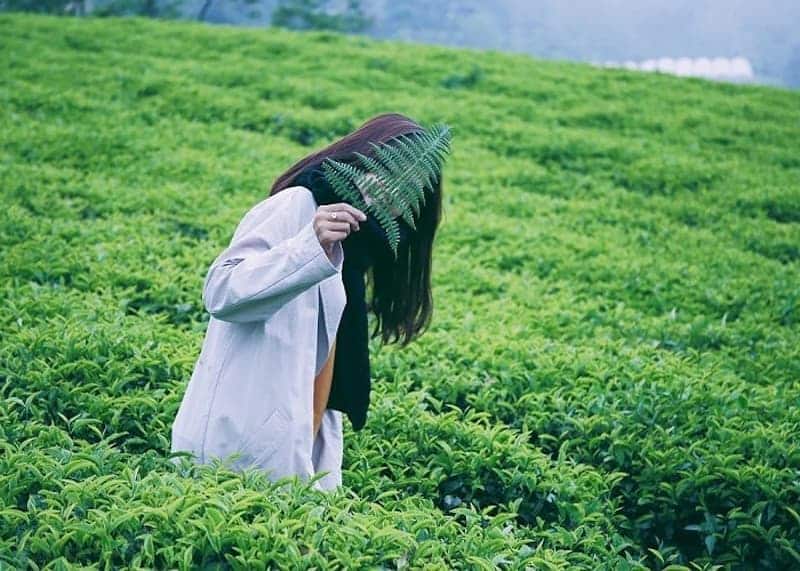 Du khách sẽ thỏa sức chụp hình lưu niệm tại đồi chè
