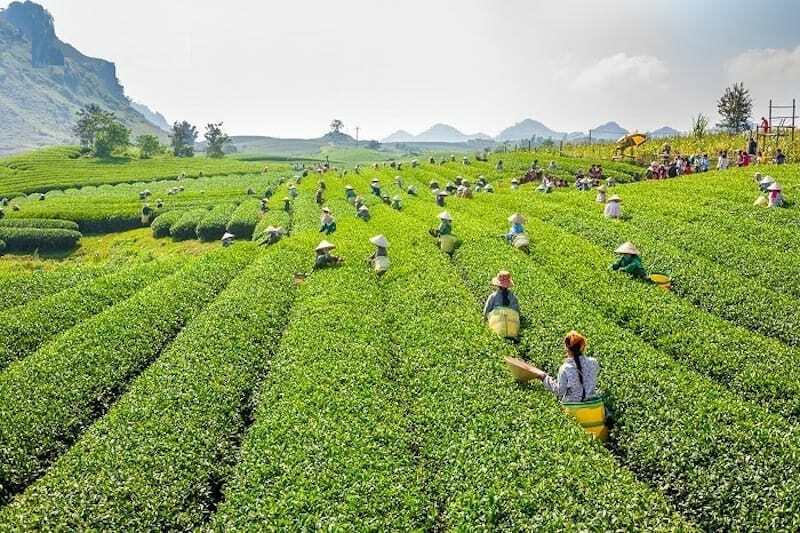Hình ảnh quen thuộc của các cô gái tại đồi chè Gia Nghĩa
