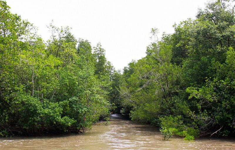 Rừng Sác