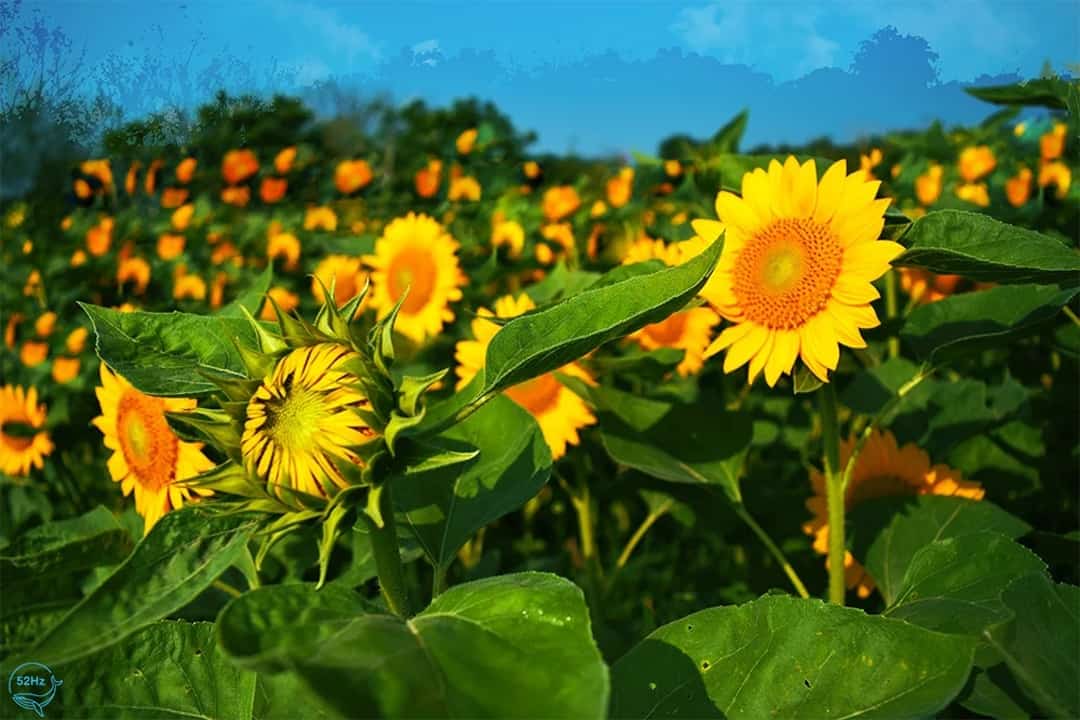 Check- in sống ảo vườn hoa Hướng Dương