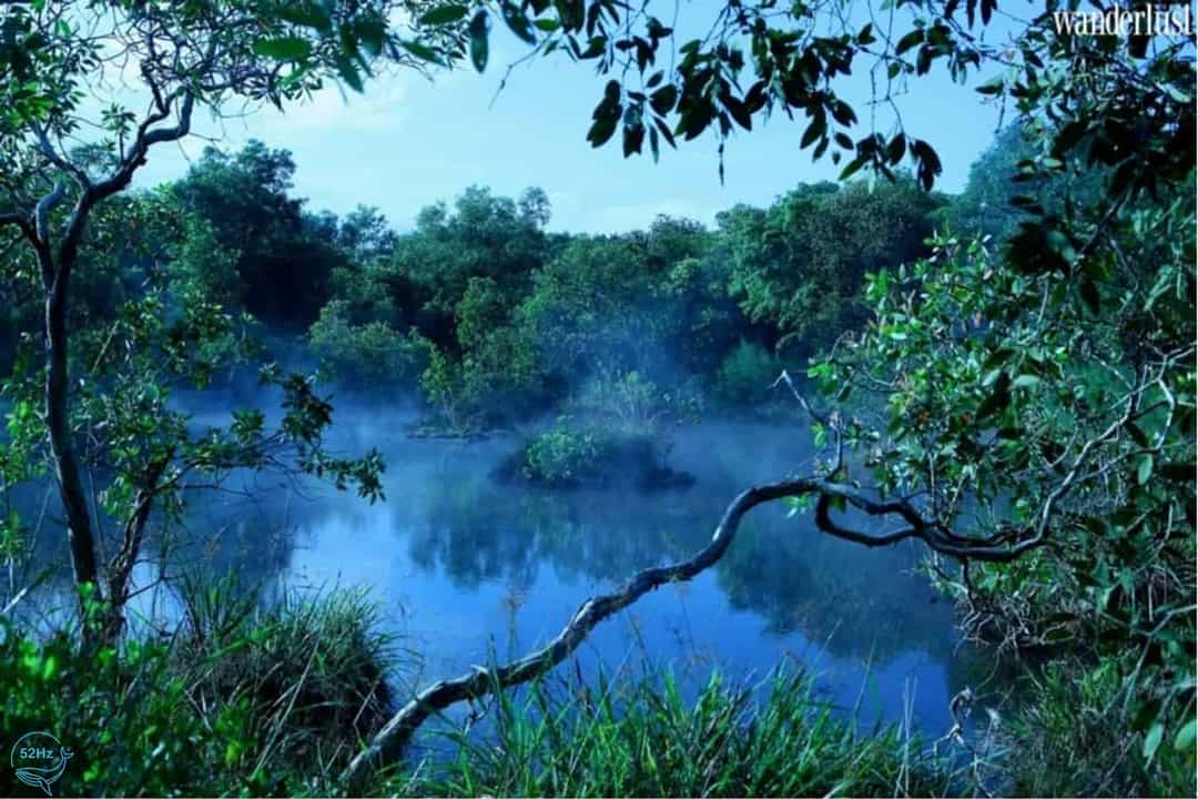 Vẻ đẹp ma mị đầy huyền bí của rừng quốc gia Bình Châu