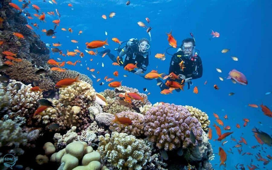 Lặn ngắm san hô tại bãi Tranh Nha Trang