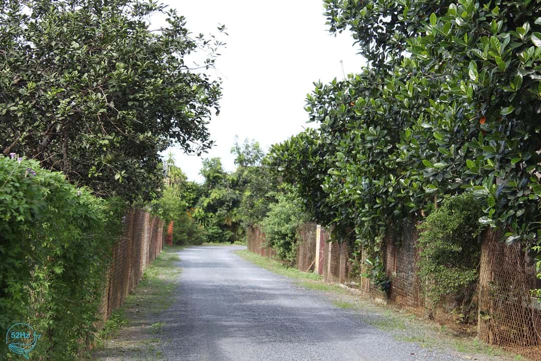làng bưởi Tân Triều