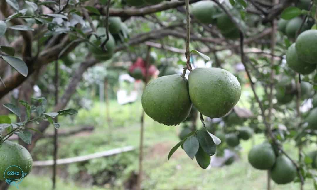 Làng bưởi Tân Triều