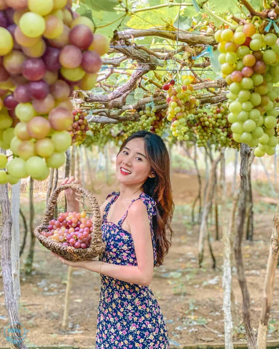 vườn nho Tây Ninh