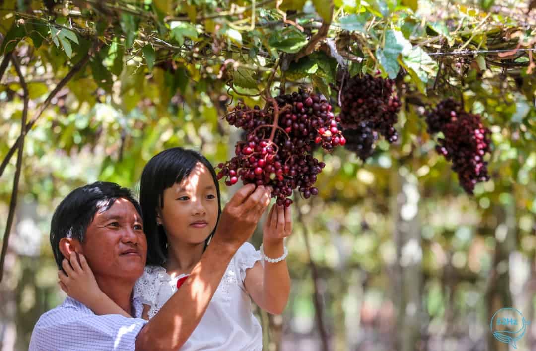 vườn nho Tây Ninh
