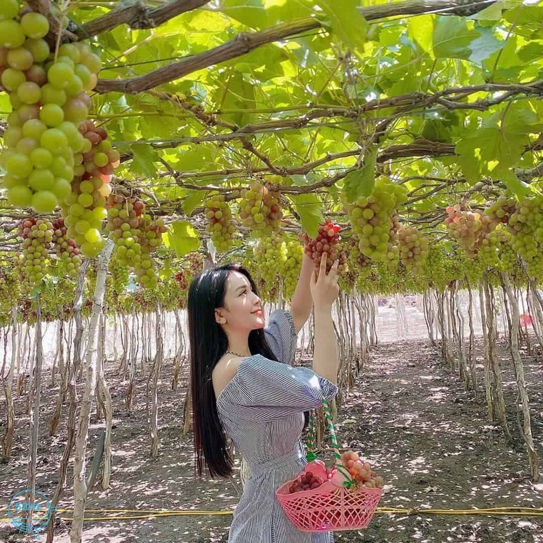 vườn nho Tây Ninh