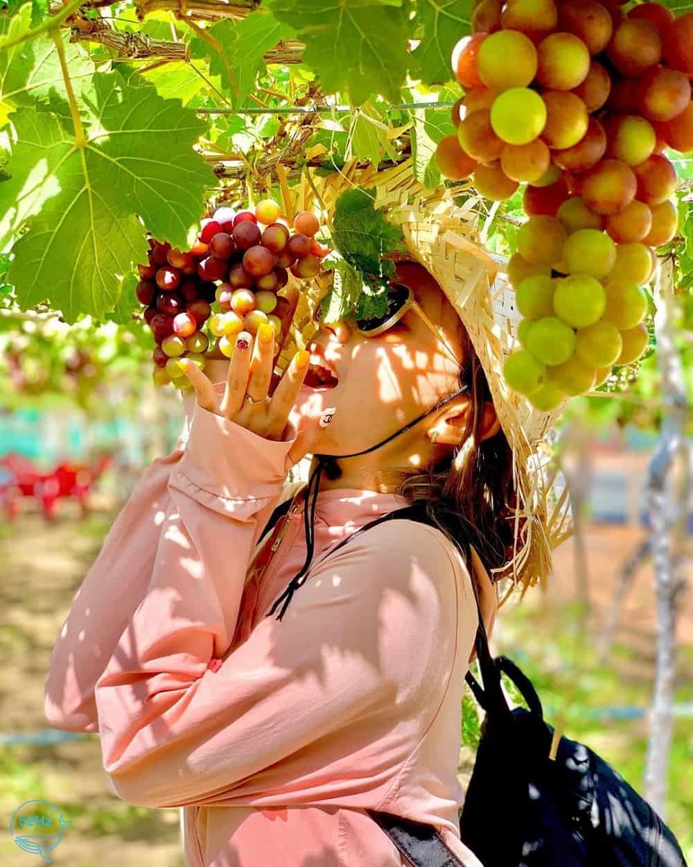 vườn nho Tây Ninh