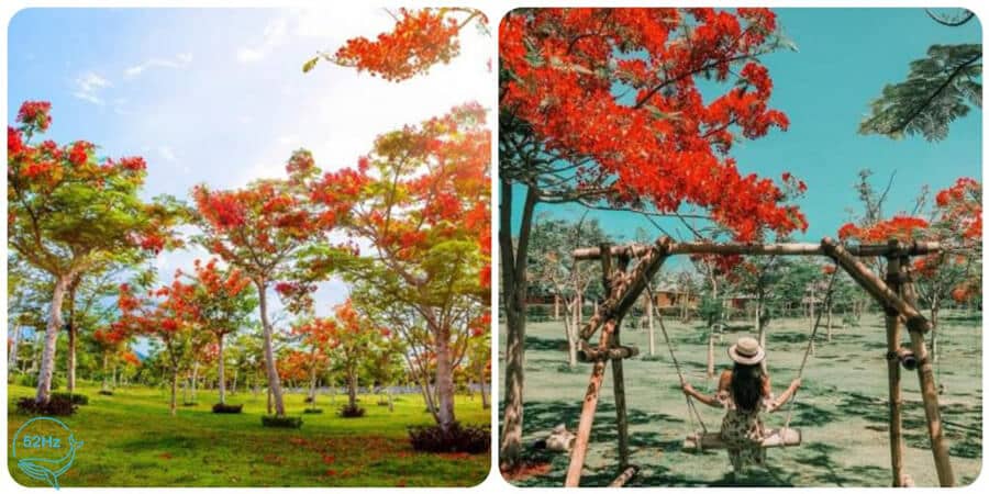 Chiêm ngưỡng ngọn núi Phượng Hoàng rực lửa.