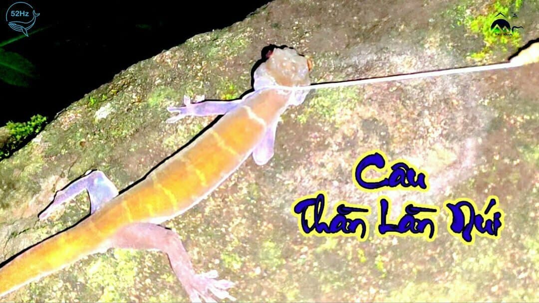 Nghề săn bắt thằn lằn là một nghề rất vất vả