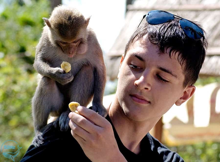 Vui chơi cùng những chú khỉ tinh nghịch