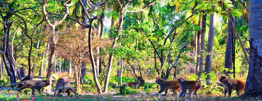 Kinh nghiệm đi đảo khỉ Nha Trang khi nào đẹp?