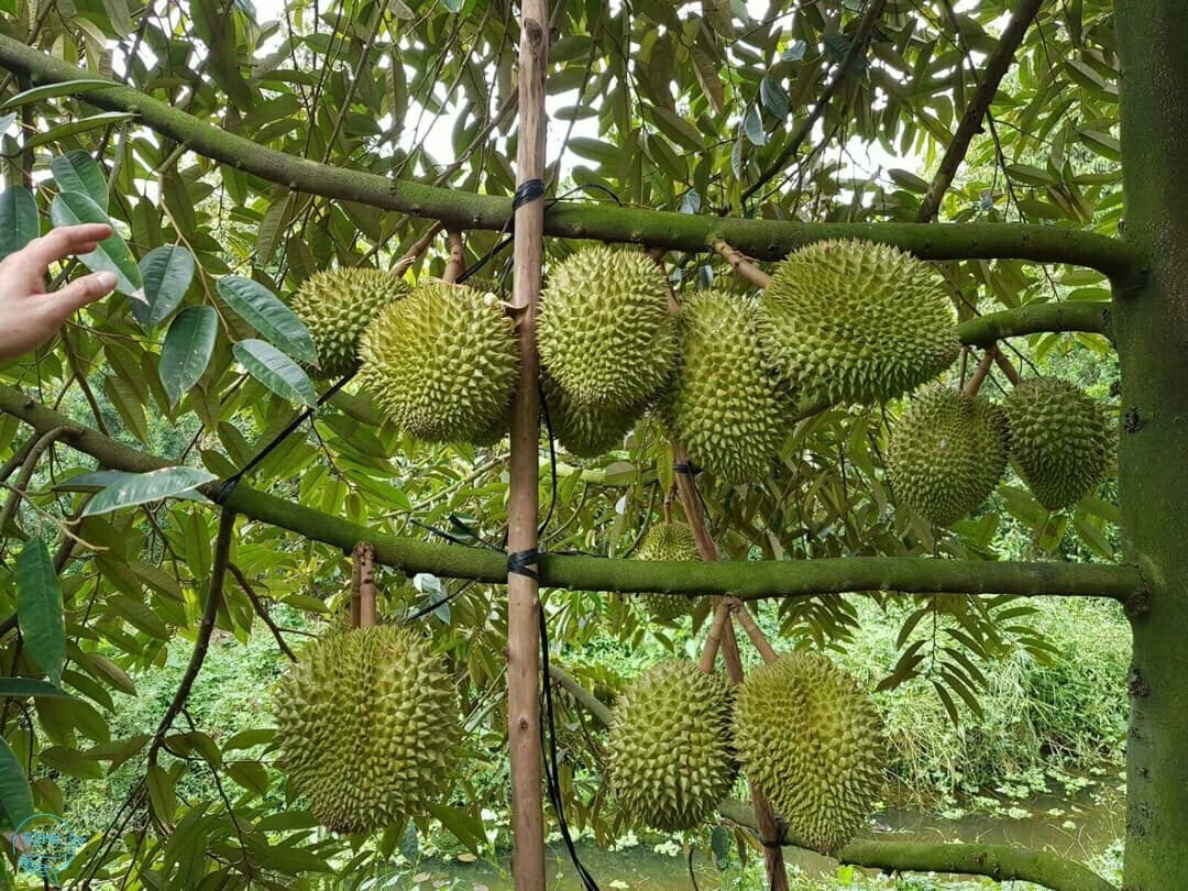 Vườn trái cây Minh Anh