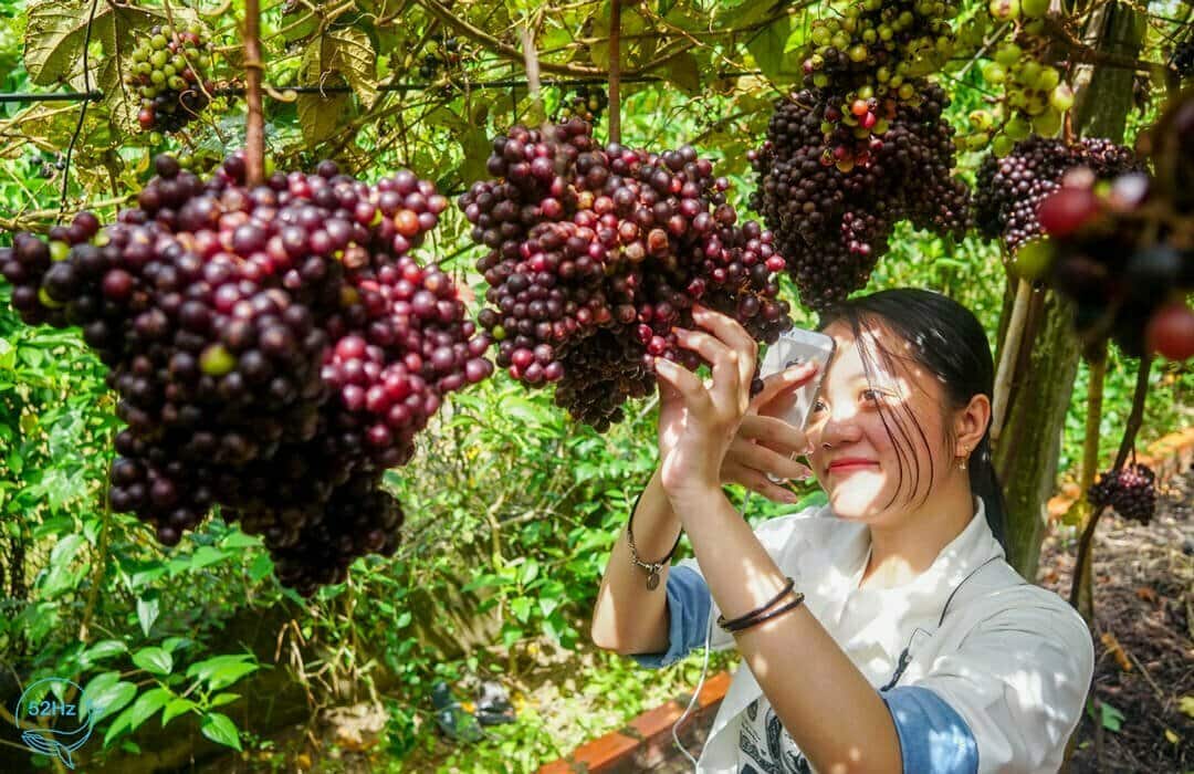 Vườn trái cây Tây Ninh có gì đặc biệt?