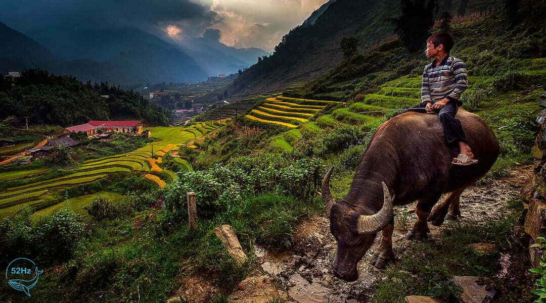Những thửa ruộng bậc thang tuyệt đẹp khi vào mùa tại bản Cát Cát