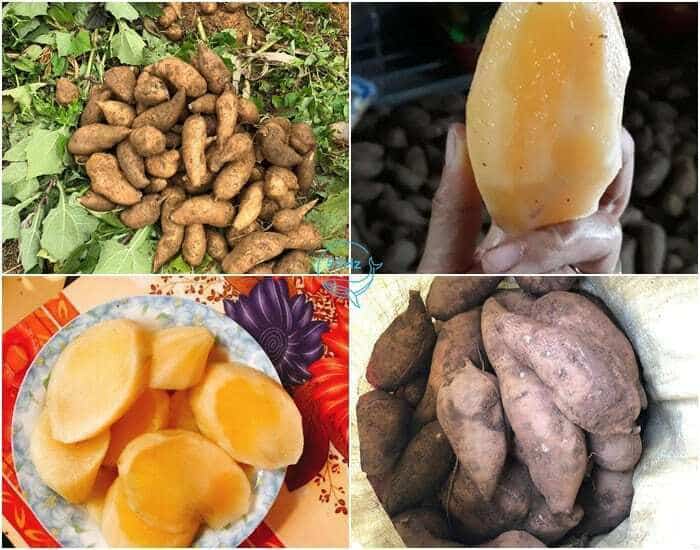 Củ Hà Sin Cô