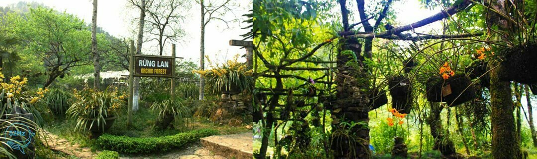 Vườn lan.