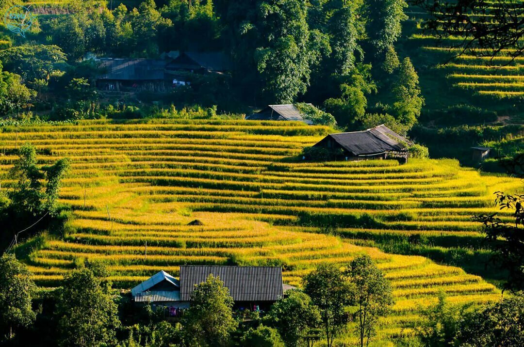 Thửa ruộng bậc thang tại Thung lũng Mường Hoa