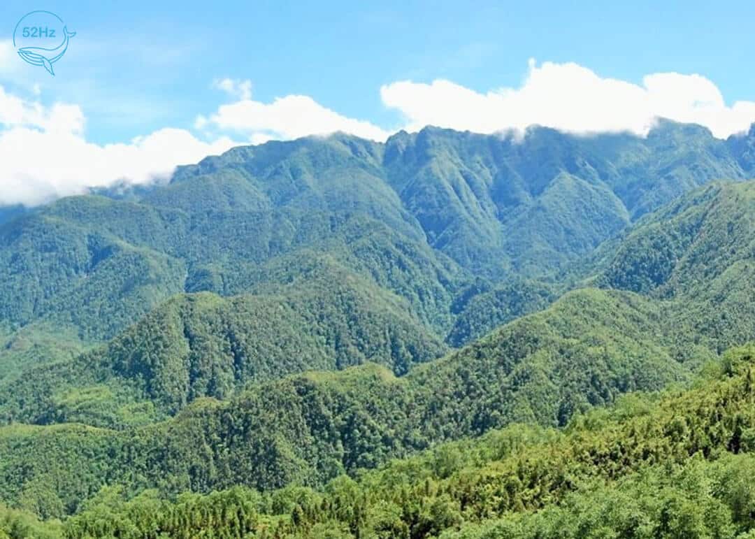 Hệ thống thực vật phong phú