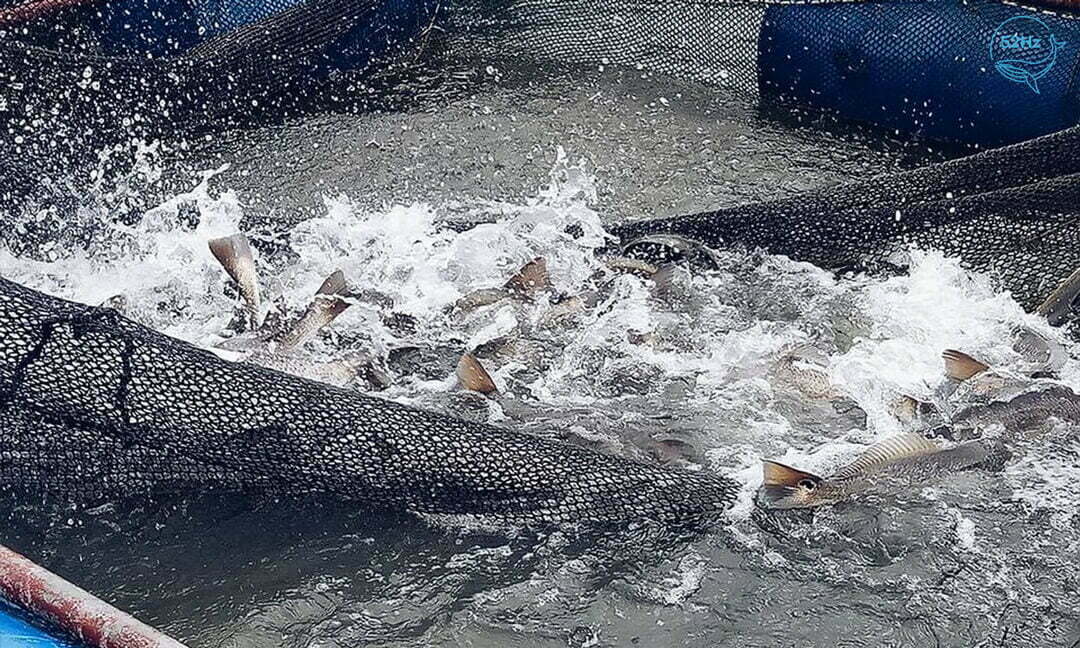 Bội thu tại Hồ Biển Lạc