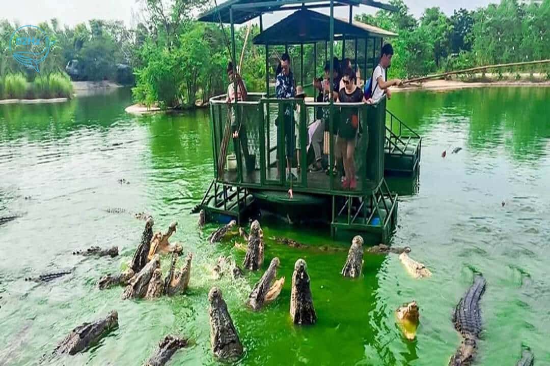 Trải nghiệm câu cá sấu.
