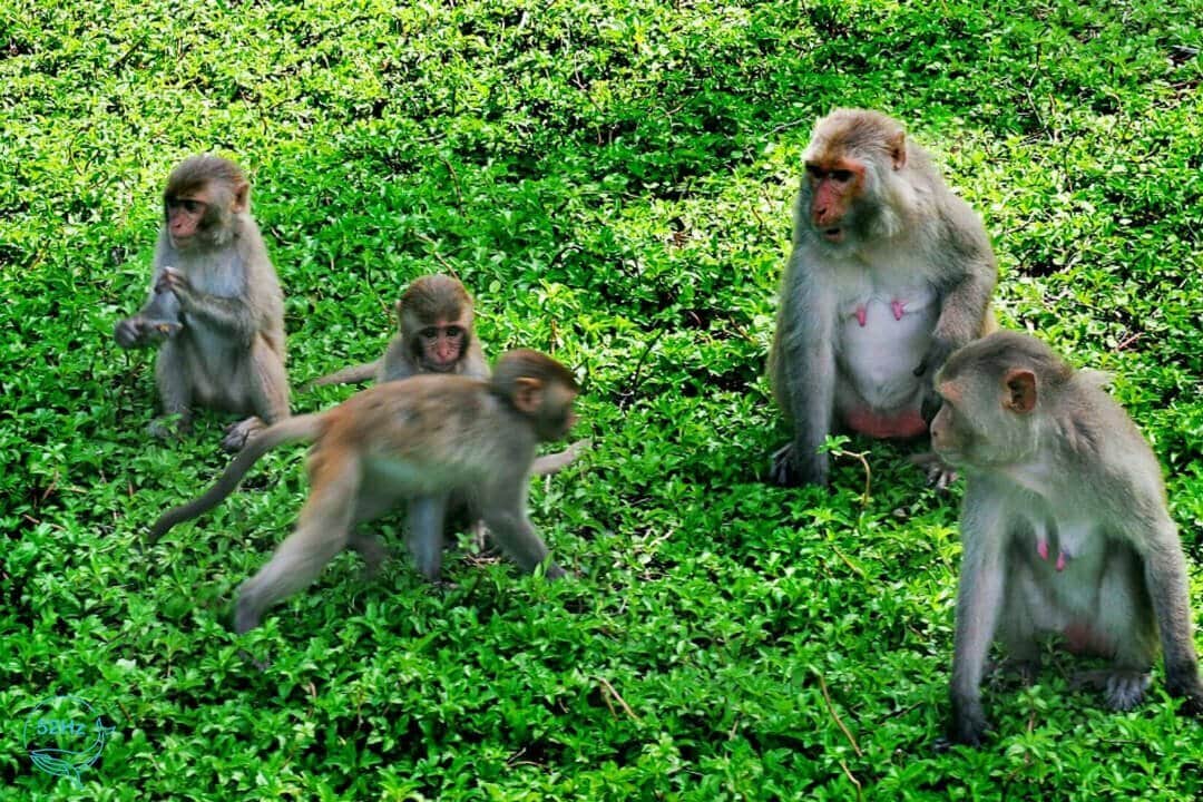 Các chú khỉ rất thông minh và nhanh nhẹn