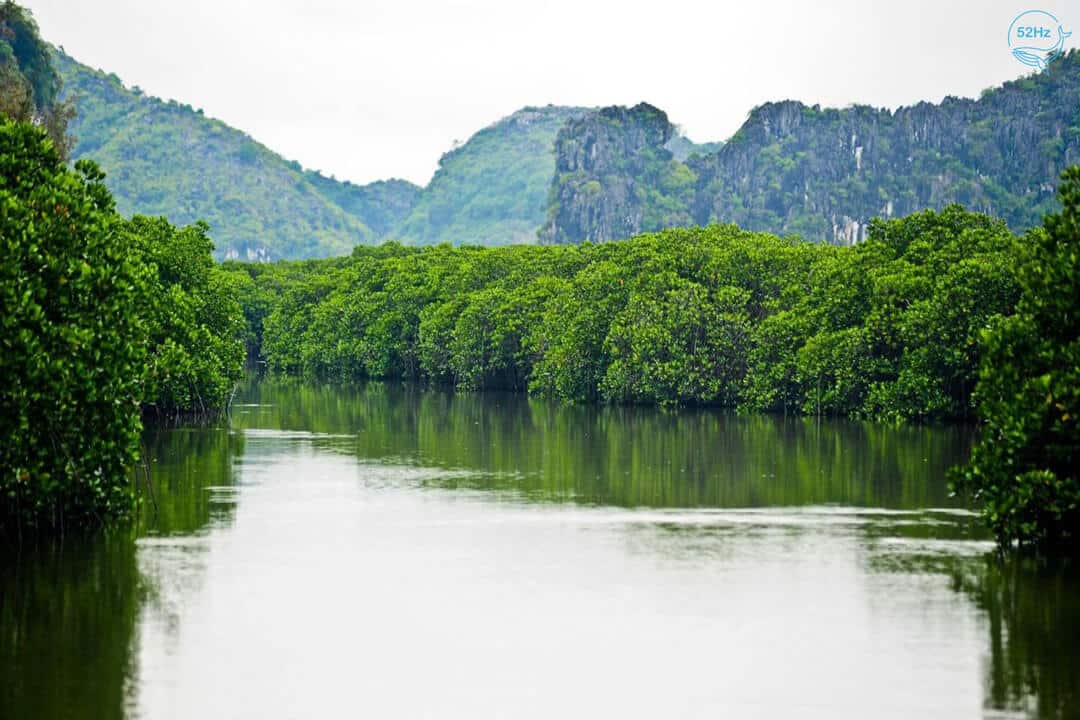 Khu vực rừng ngập mặn trải dài khắp