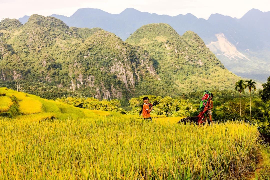 Thung lũng lúa vàng đẹp như mộng tại Pù Luông