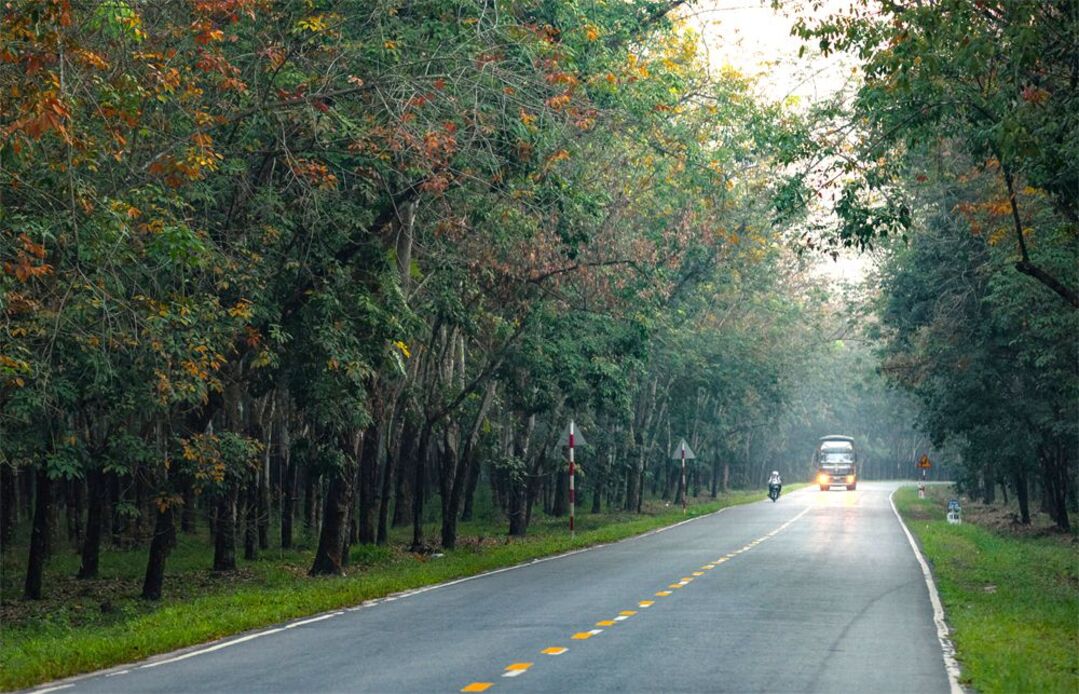 Rừng cao su Bù Đăng với những hàng cao su được trồng thẳng tắp