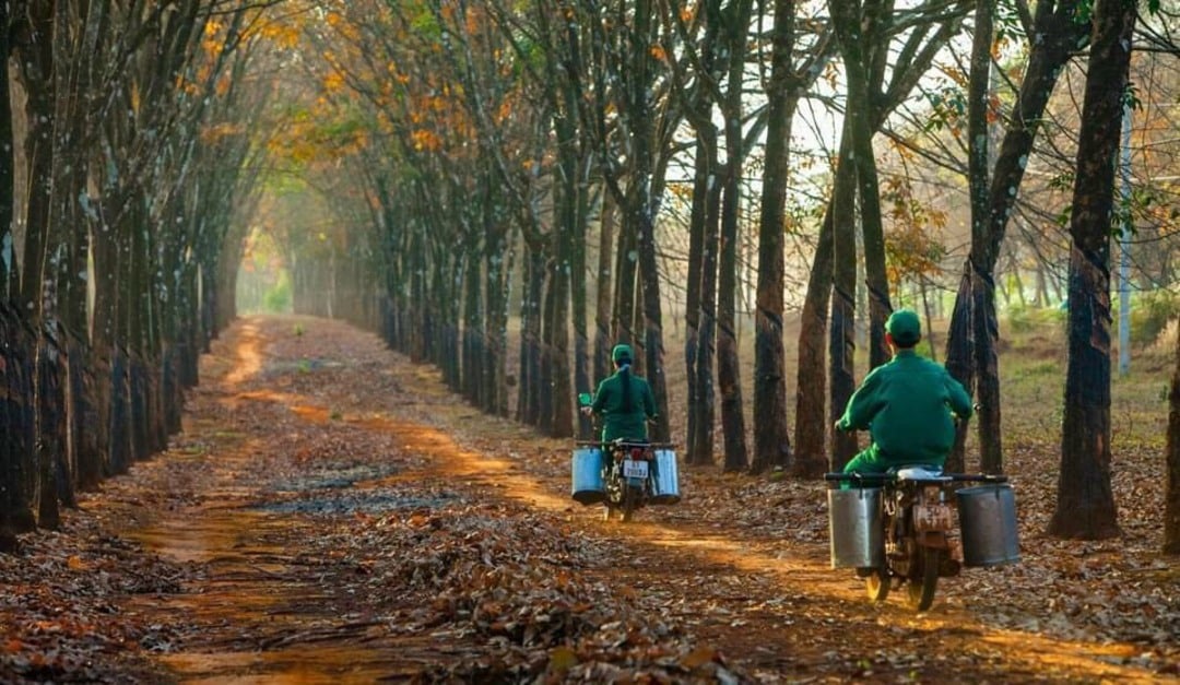 Bà con nông dân làm việc tại rừng cao su Bù Đăng