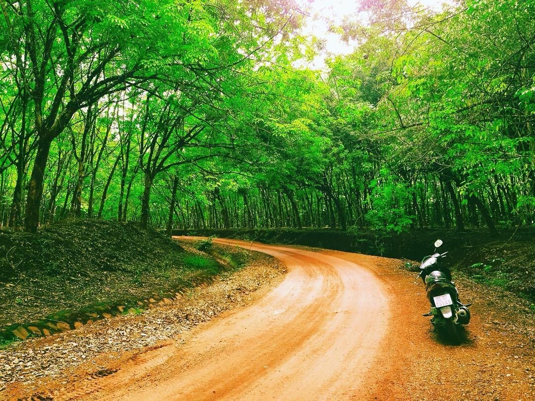 Rừng cao su Bù Đăng với màu xanh mướt mắt