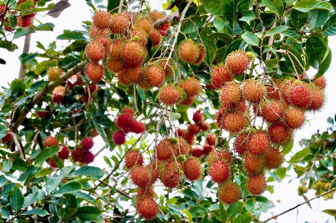 Không khó để bắt gặp nhiều vườn cây ăn trái trên đường đến Thác Mơ